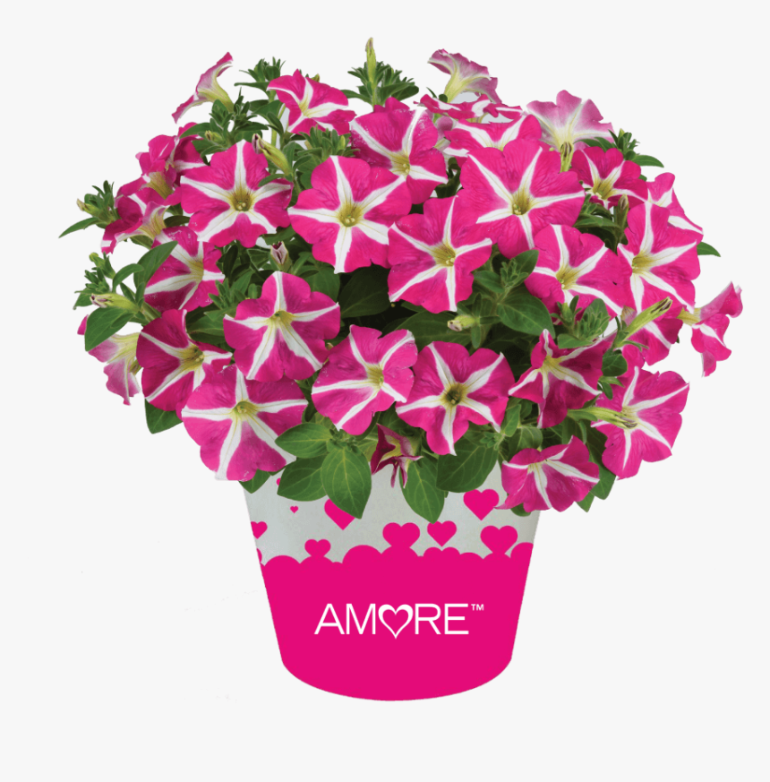 Ageratum- Aguilera Purple - Petunia Amore Pink Heart, HD Png Download