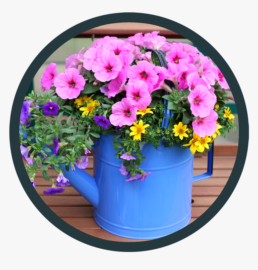 Petunia, HD Png Download