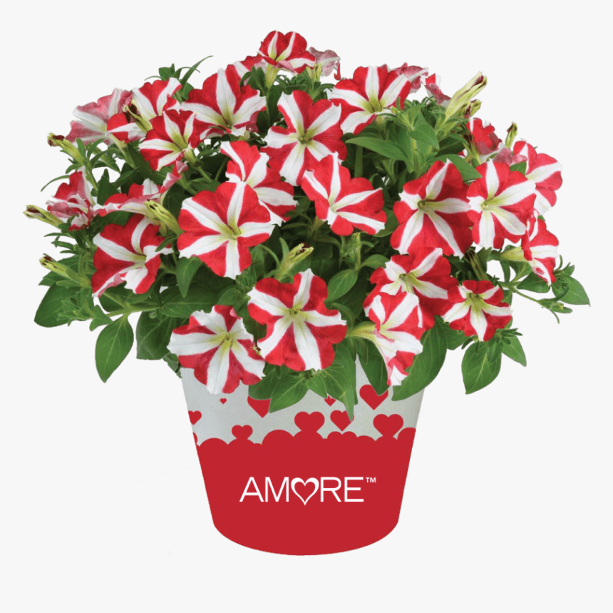 Transparent Cut Ready Clipart Download - Petunia Amore King Of Hearts, HD Png Download