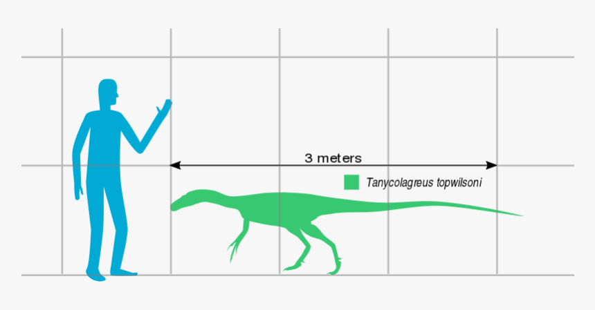 File - Tanycolagreus Scale - Svg - Lesothosaurus, HD Png Download