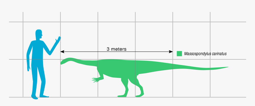 Transparent Human Scale Png - Peloroplites Size, Png Download