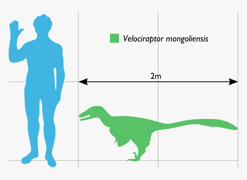 Velociraptor Scale To Human, HD Png Download