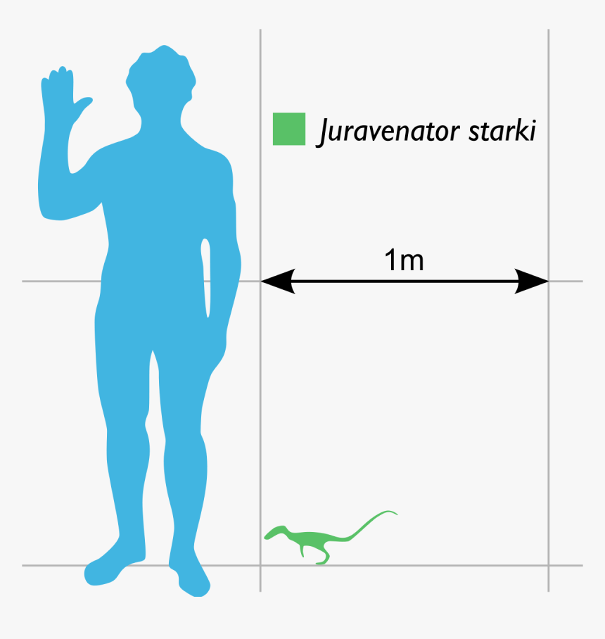 Cat Compared To Human, HD Png Download