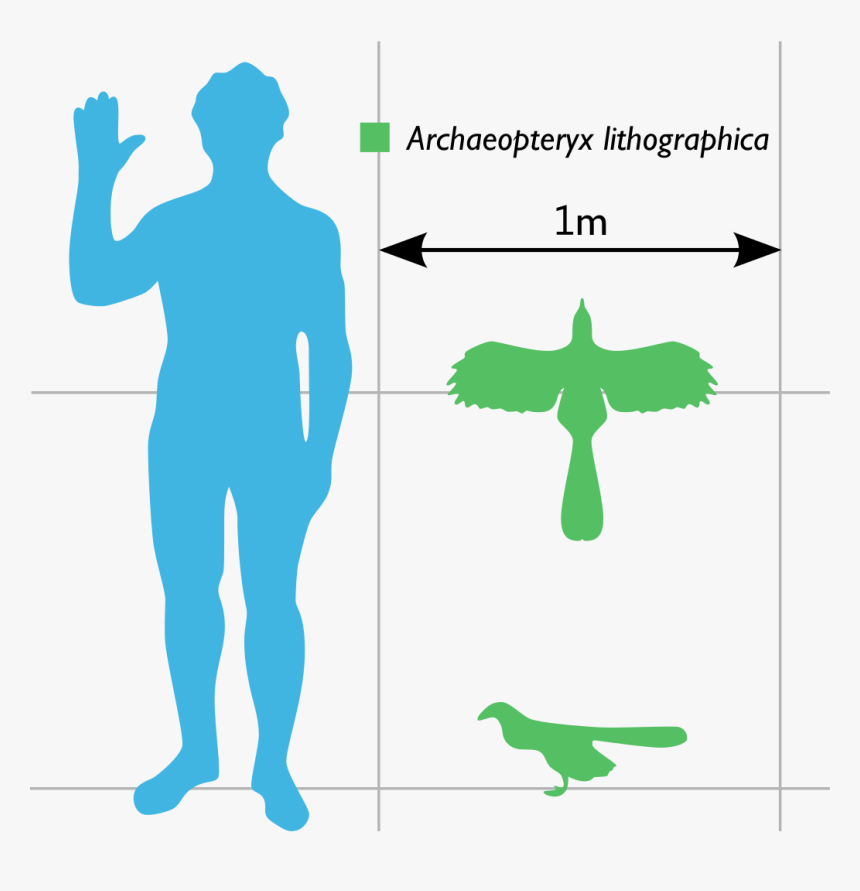 Archaeopteryx Compared To Human, HD Png Download