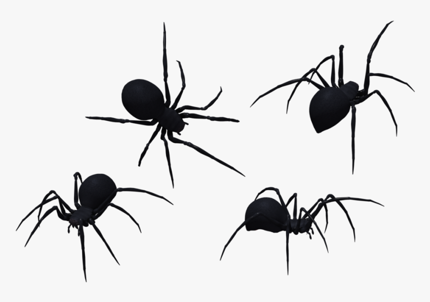 Transparent Black Widow Clipart - Silhouette Spider Clipart Black And White, HD Png Download