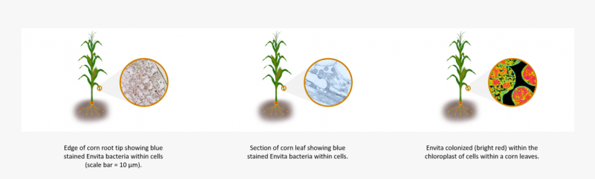 Transparent Corn Plant Png - Tree, Png Download