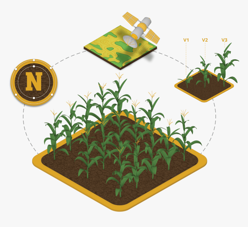 Transparent Corn Plant Png - Illustration, Png Download