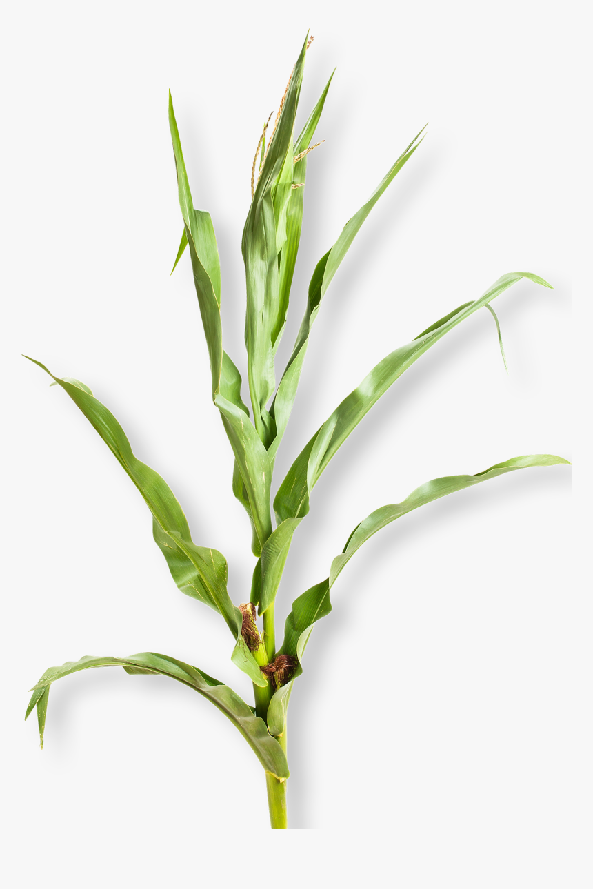 Corn Plant White Background , Png Download - Corn Plant White Background, Transparent Png