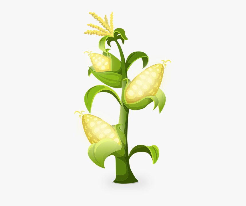 Yellow, Corn, Plants, Maize, Grains, Golden - Producer And Consumer Organisms, HD Png Download