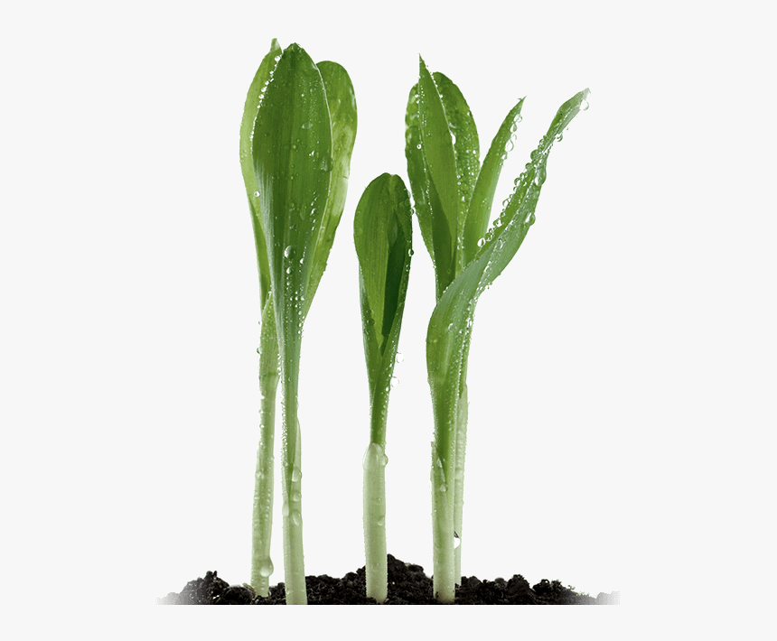 Corn Sprouts - Xanthan Gum Plant, HD Png Download