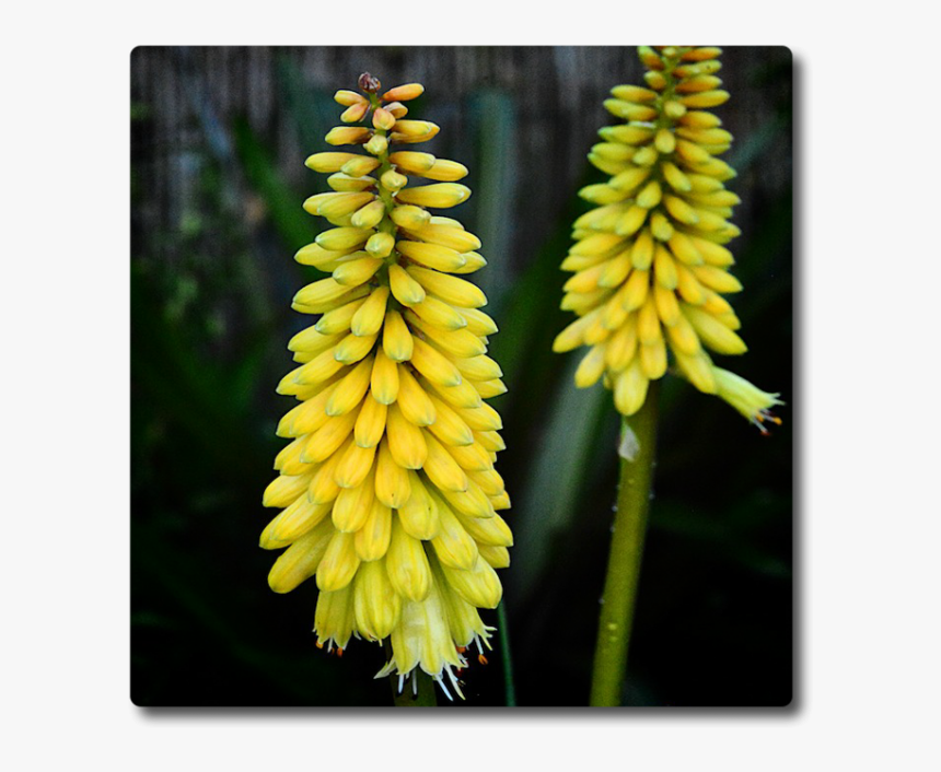 Torch Lily, HD Png Download