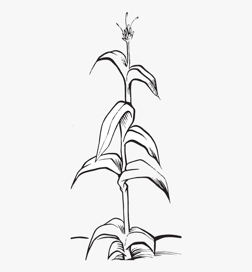 Corn Black And White, HD Png Download