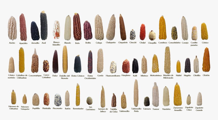 Examples Of Some Of The 59 Native Mexican Maize Landraces - Diversidad Genetica Del Maiz, HD Png Download