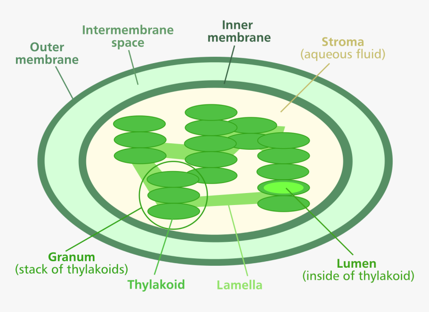 Chloroplast Png, Transparent Png