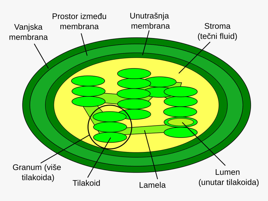 Structure Of Chloroplast, HD Png Download