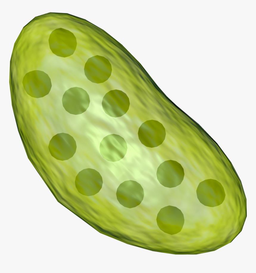 Transparent Image Of Chloroplast , Png Download - Transparent Chloroplast Png, Png Download
