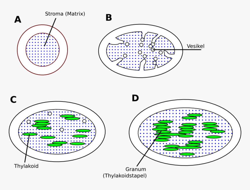 Chloroplast De - Circle, HD Png Download