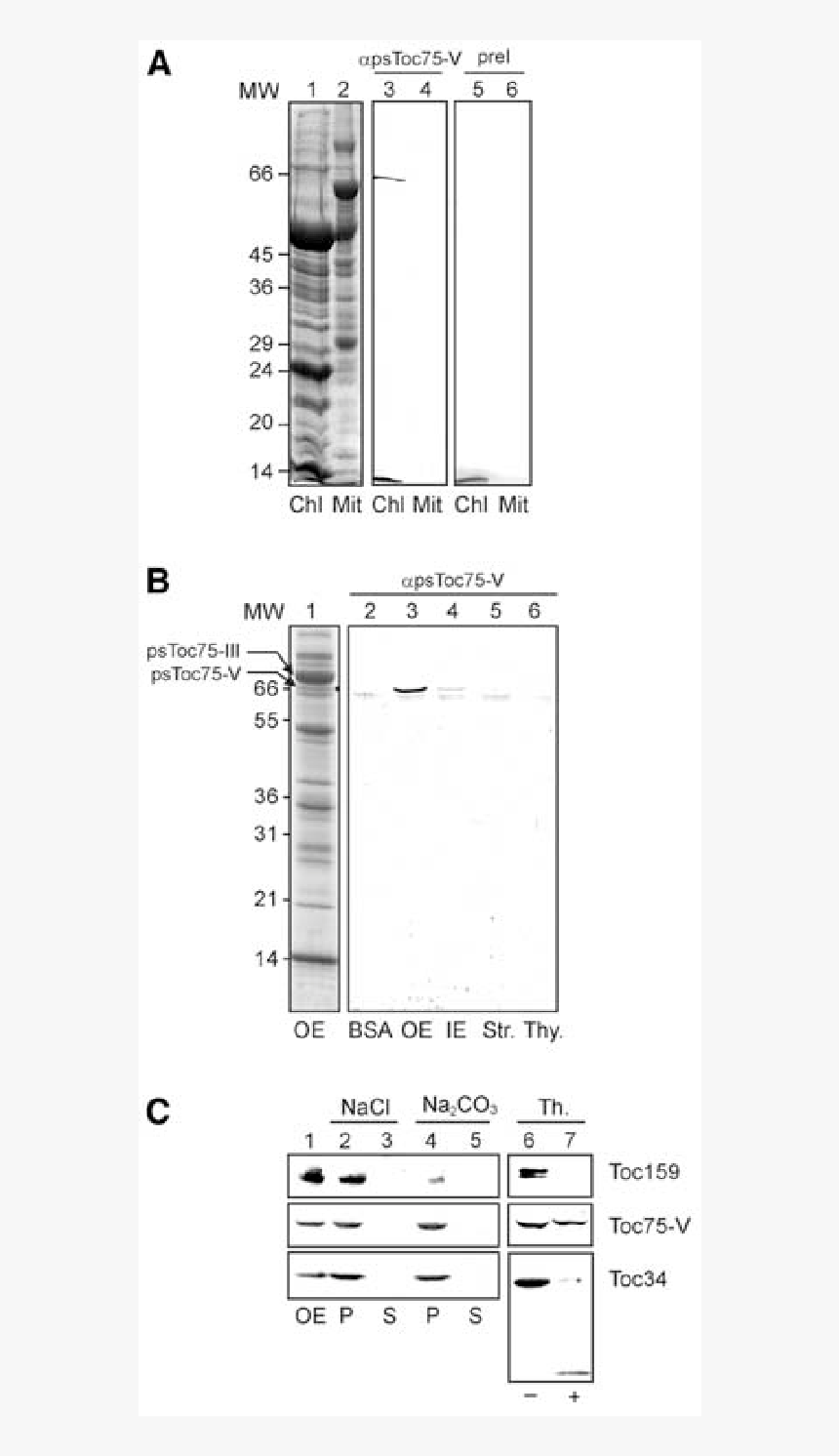 Diagram, HD Png Download