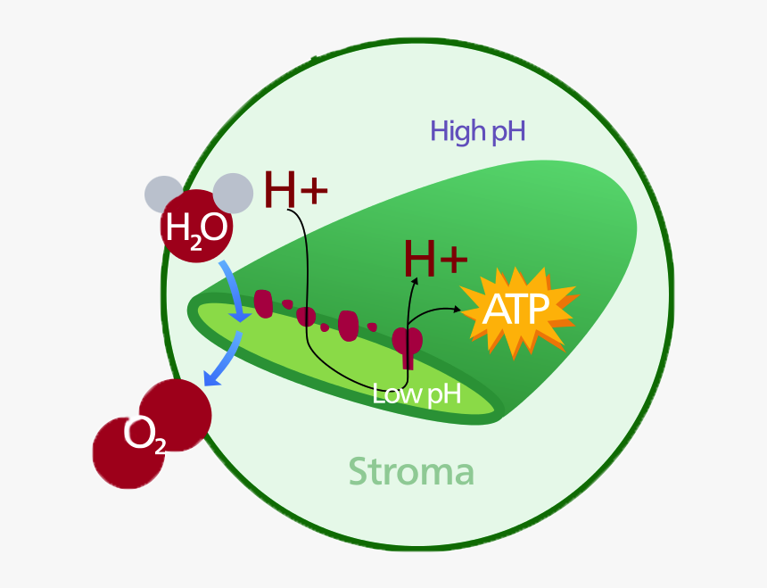 Chloroplast Diagram, HD Png Download