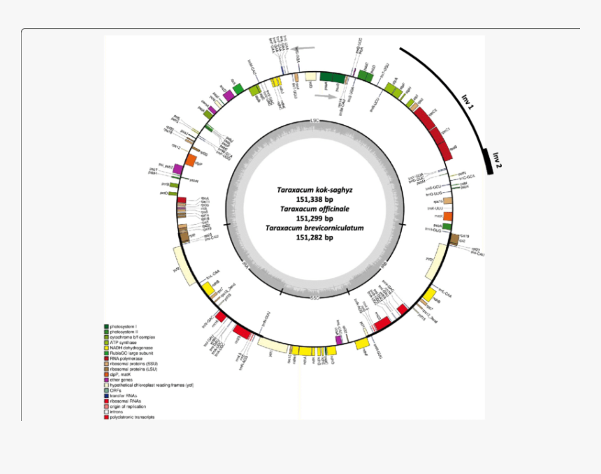 Chloroplast Genome Annotation Map For Taraxacum Kok-saghyz, - Cannabis Sativa Chloroplast Genome, HD Png Download