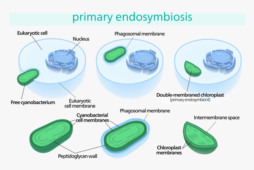 Chloroplast Endosymbiosis, HD Png Download