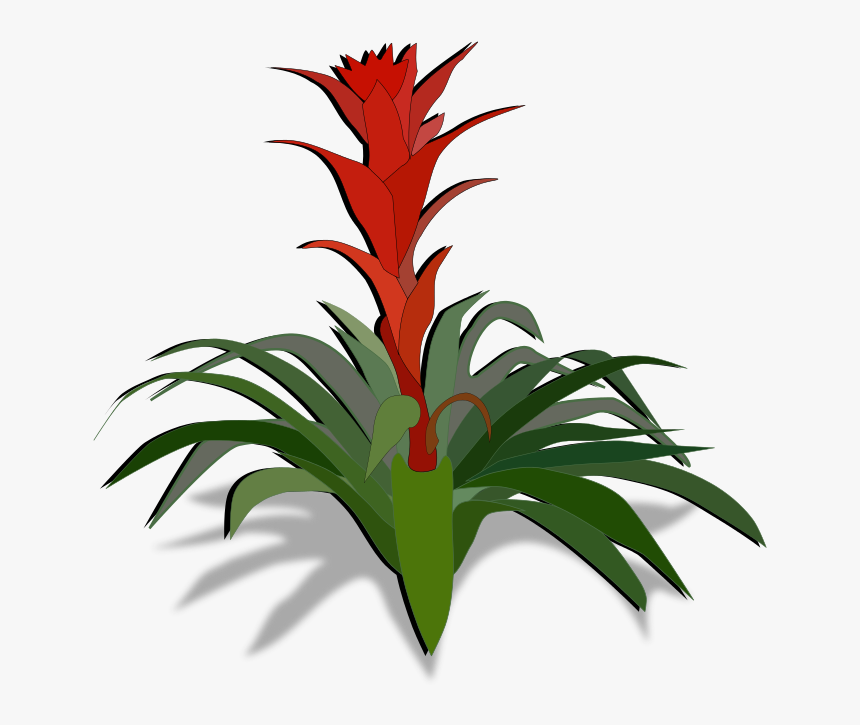 Png Download , Png Download - Bromeliad Clipart, Transparent Png