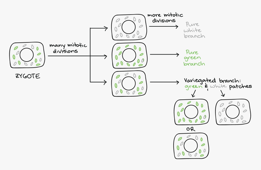 Segregacion Citoplasmatica, HD Png Download