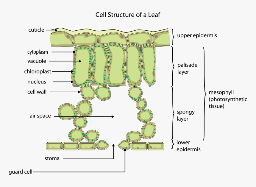 Cell Of A Leaf, HD Png Download