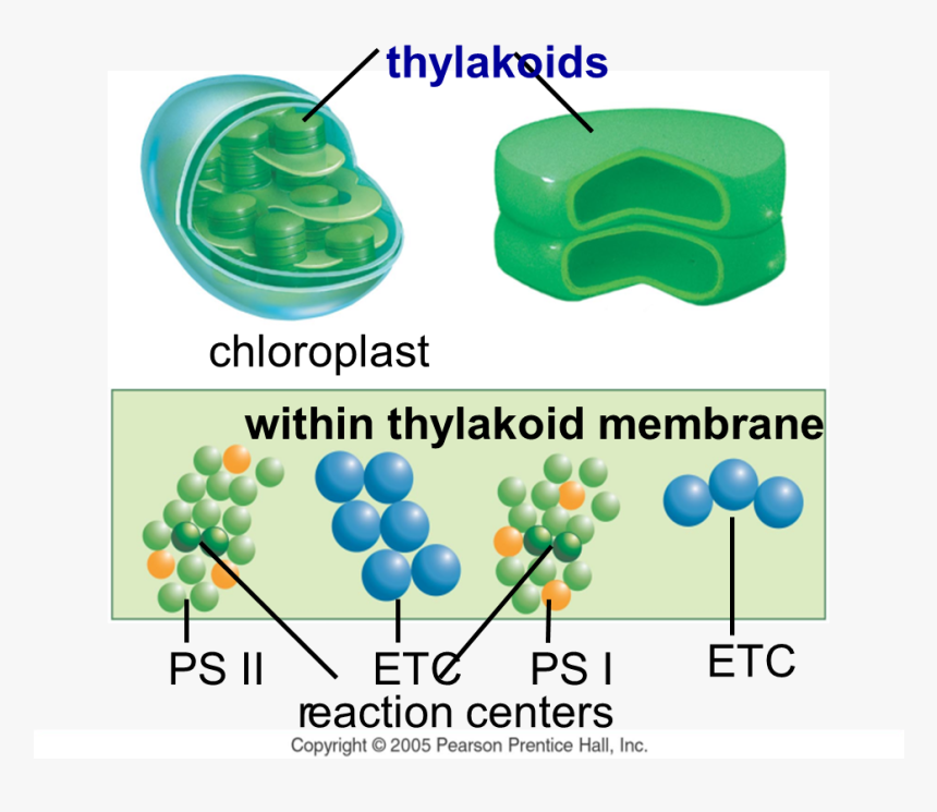 Party Supply, HD Png Download