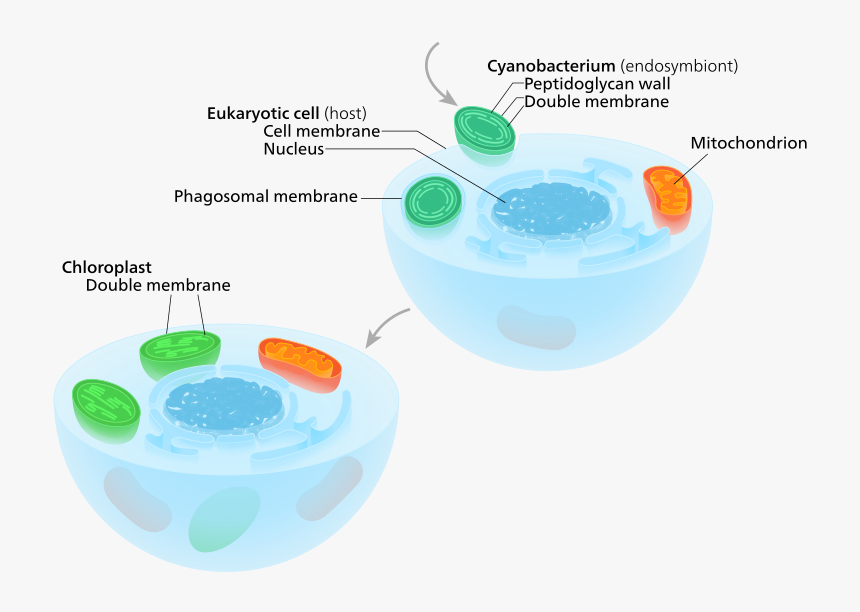 First Drag Pink Labels To Pink Targets To Label The, HD Png Download