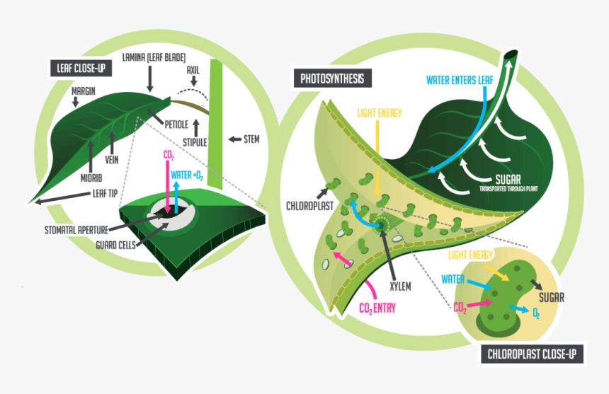 Physiology Of The Leaf, HD Png Download