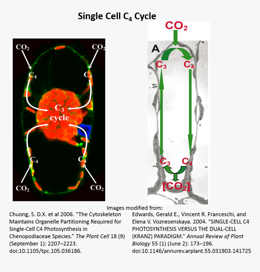 Scc4 Diagrams - Poster, HD Png Download