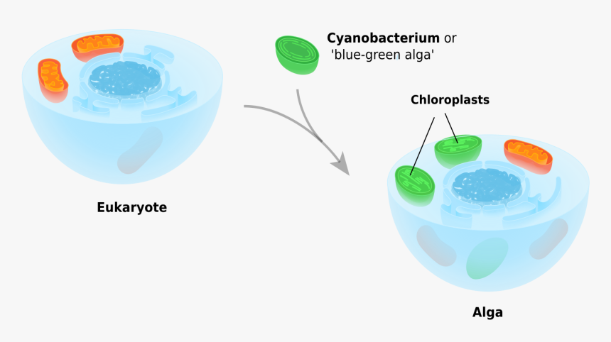Gelatin Dessert, HD Png Download