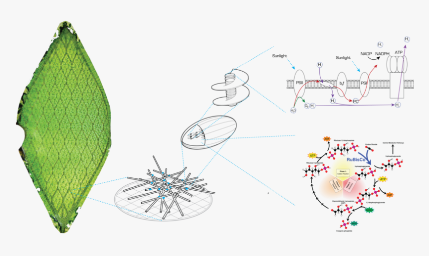 Chloroplast Png, Transparent Png