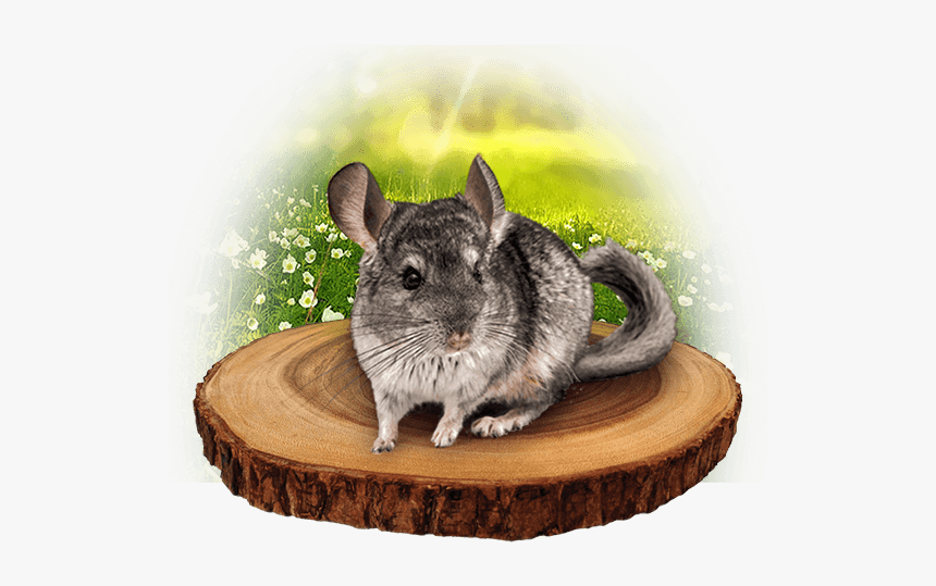 Mouse, HD Png Download