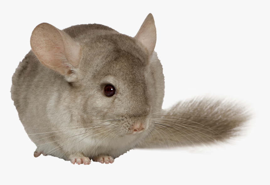 Chinchilla Deli Nature 5 Star Menu - Deli Nature Chinchilla, HD Png Download