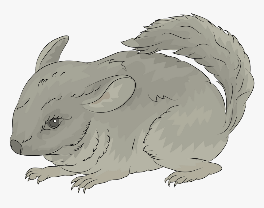 Chinchilla, HD Png Download