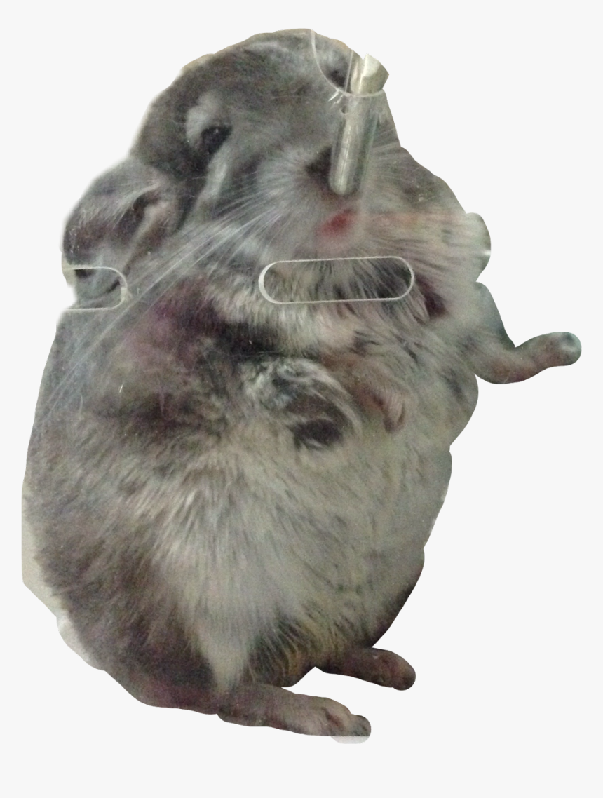 My Bb - Chinchilla, HD Png Download