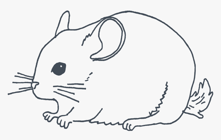 Rat, HD Png Download