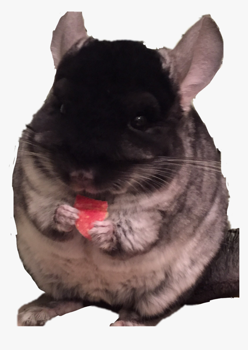 #chinchilla - Mouse, HD Png Download