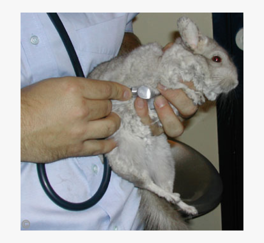 Rat, HD Png Download