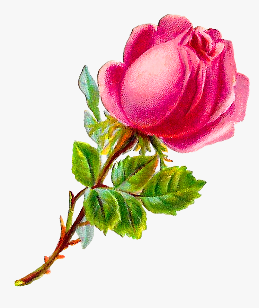 Transparent Shabby Chic Png - Rose, Png Download