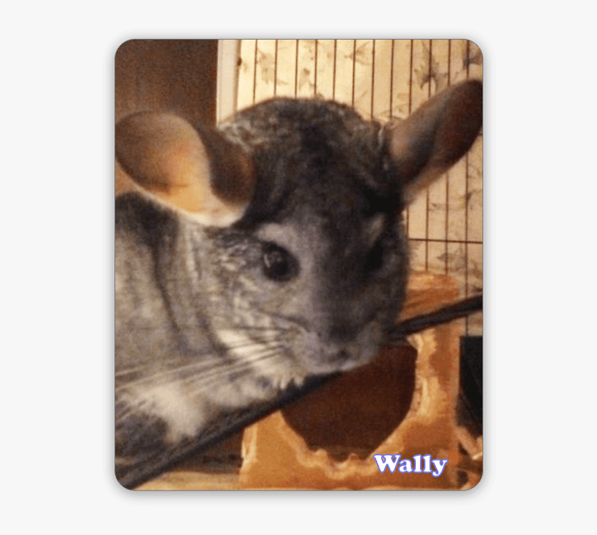 Chinchilla, HD Png Download