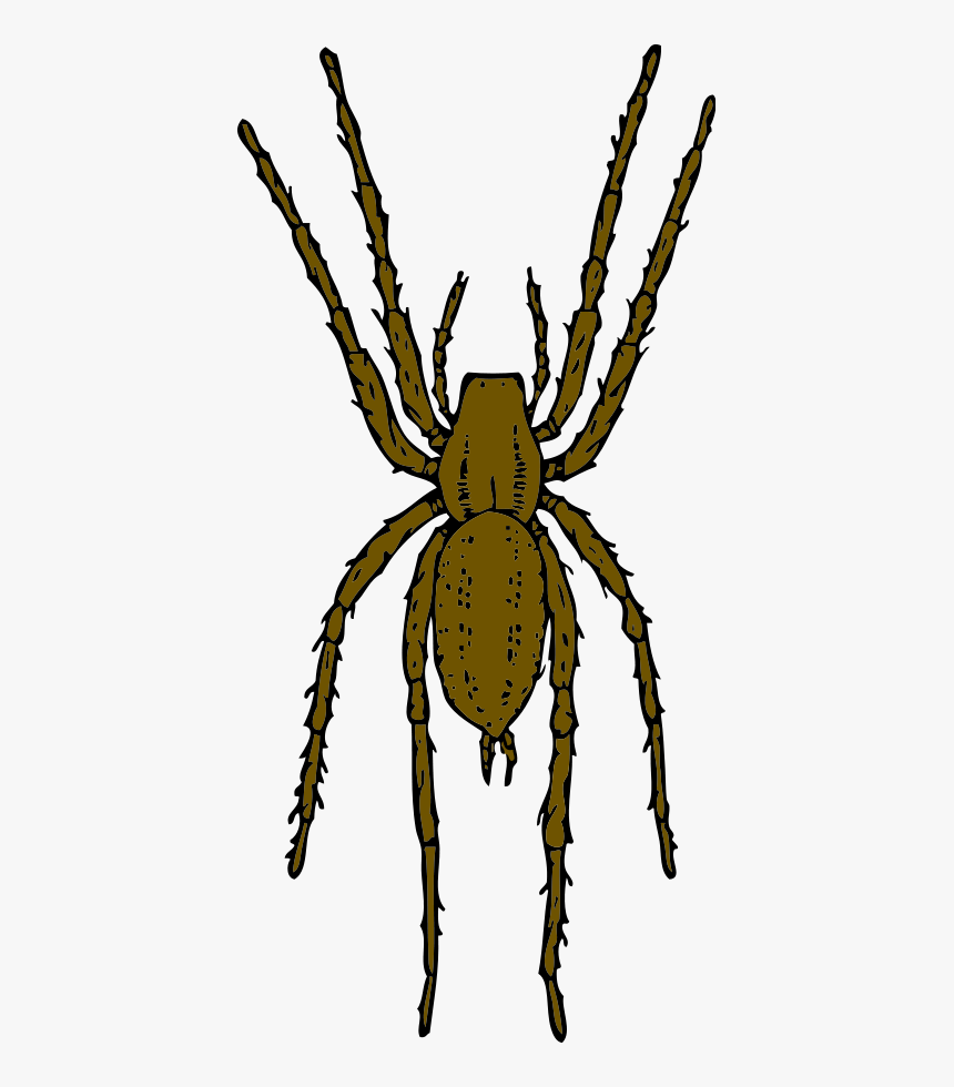 Spider Map Template Education World - Realistic Spider Clip Art, HD Png Download