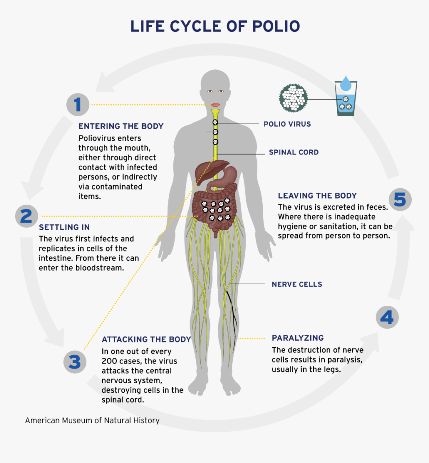 Simplest Level Of Organization, HD Png Download