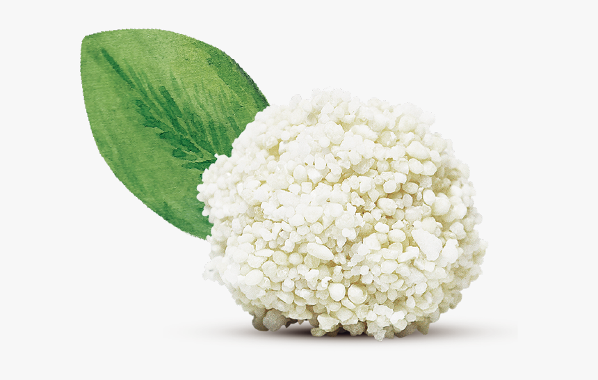Hydrangea, HD Png Download