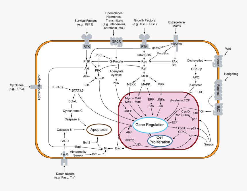 Signal Transduction V1 - Overview Of Signal Transduction Pathways Involved In, HD Png Download