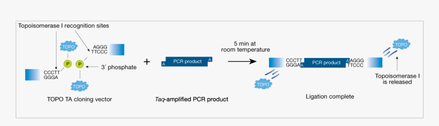 Topo Cloning Mechanism, HD Png Download