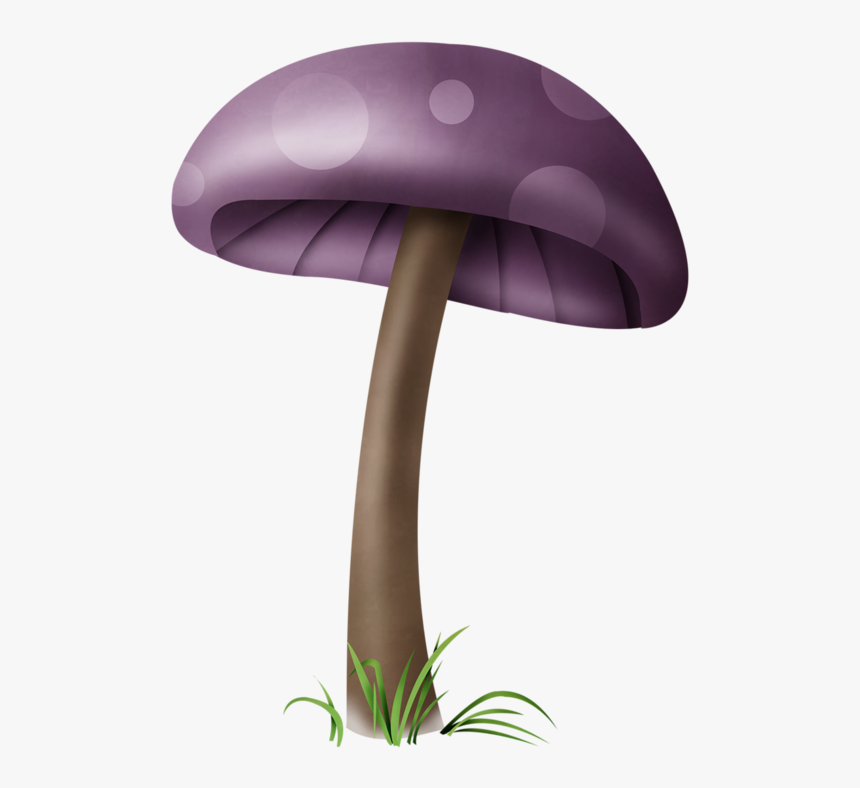 Mushrooms Illustrations Png , Png Download - Png Dessin Champignons Couleur, Transparent Png
