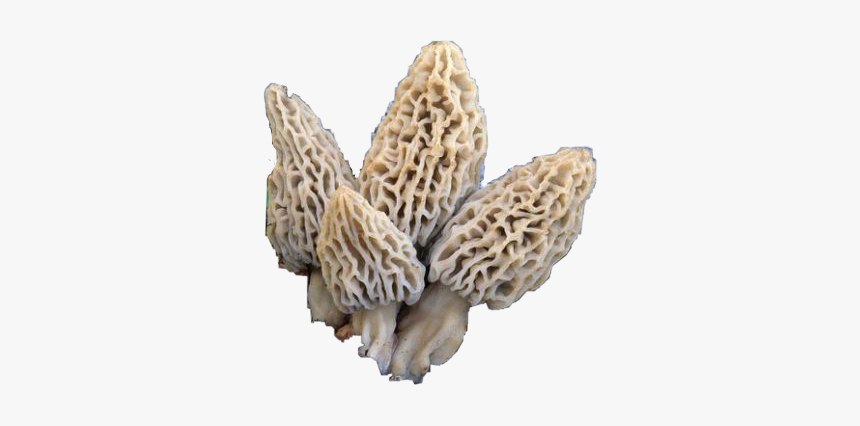 #morel #mushrooms #morelmushrooms #shrooms #nature - Morchella Deliciosa, HD Png Download